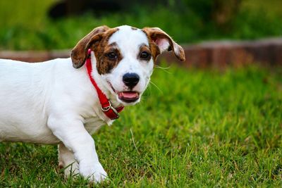 Close-up portrait of dog