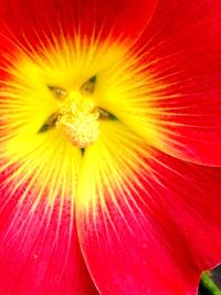 Macro shot of yellow flower