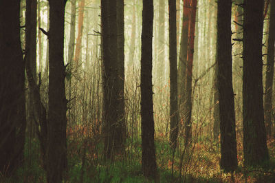 A woodland scenery - dark tree trunks with a light behind them.