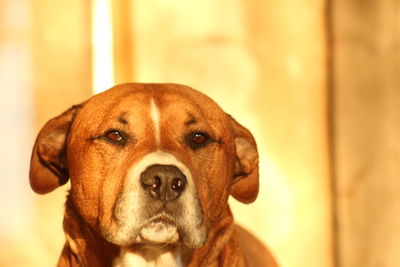 Close-up portrait of dog