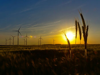 Silhouette plants on field against sky during sunset