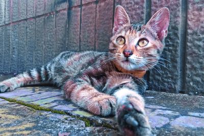 Portrait of cat sitting outdoors