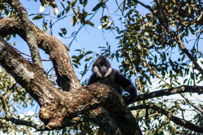 Low angle view of northern white-cheeked gibbon on tree