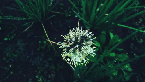 Close-up of flower plant