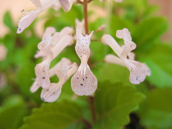 Close-up of white flowers
