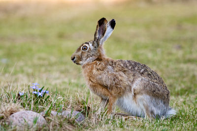 Side view of hare sitting on grassy field