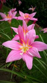 Close-up of pink flowering plant