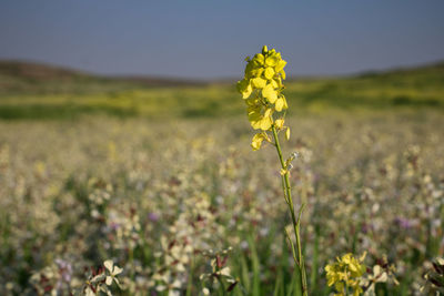 Close-up of yellow flowering plant on field