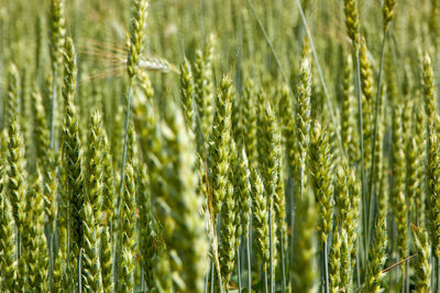 Close-up of wheat crop in field