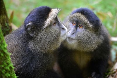 Close-up of a monkey