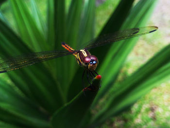 Close-up of insect on plant