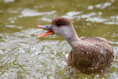 Close-up of duck swimming in lake