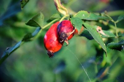 Close-up of ladybug on fruit