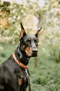 Black dog looking away