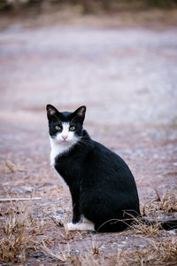 Cat sitting on field