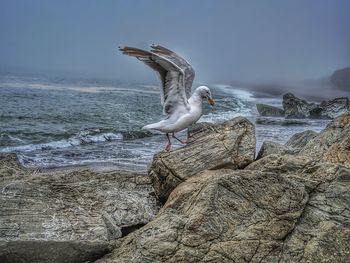 Seagull on rock by sea against sky