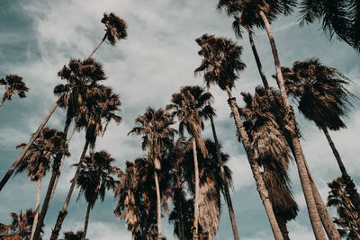 Low angle view of palm trees against sky