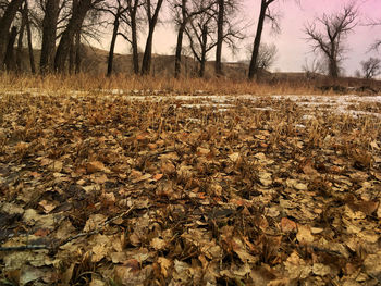 Bare trees in forest