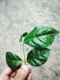 Close-up of hand holding leaves