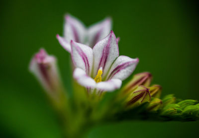 Close-up of flowers blooming outdoors