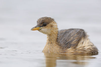 Close-up of a bird