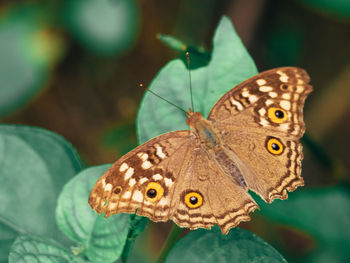 Brown tone butterfly in green plant background.