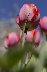 Close-up of pink tulip