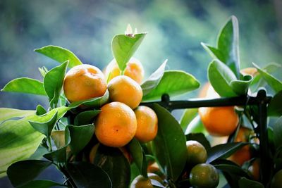 Close-up of fruits on tree