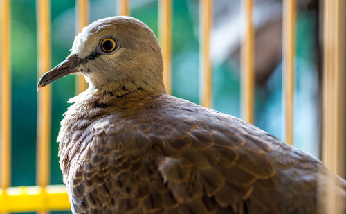 Close-up of bird