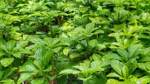 Full frame shot of fresh green plants