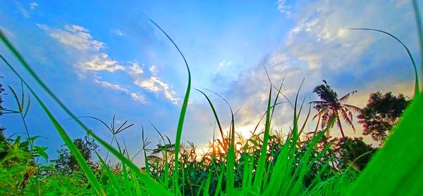 Close-up of grass growing on field against sky
