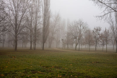 Trees on field during foggy weather