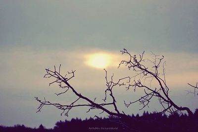 Silhouette of trees at sunset