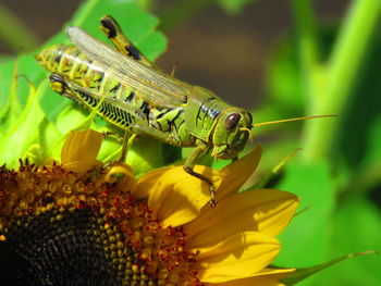 Close-up of insect on yellow flower