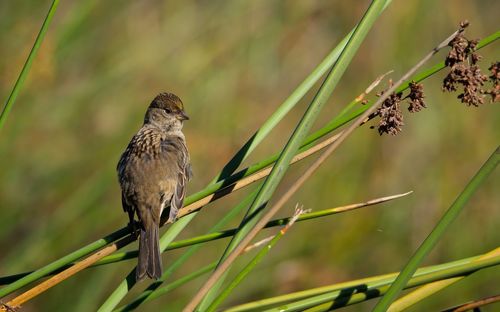 Close-up of bird perching on plant