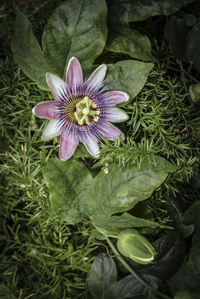 High angle view of purple flowering plant