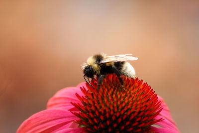 Close-up of bee pollinating flower