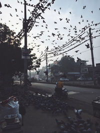 Birds on street in city against sky