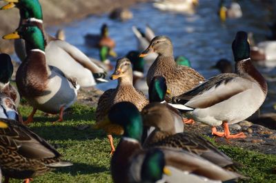 Flock of birds on shore