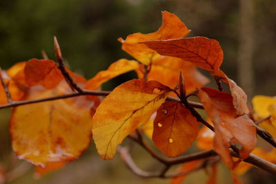 Close-up of dry maple leaves during autumn