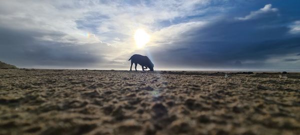 View of a horse on beach