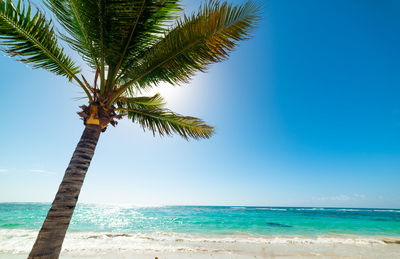 Palm tree by sea against sky