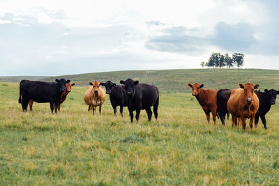 Horses on a field