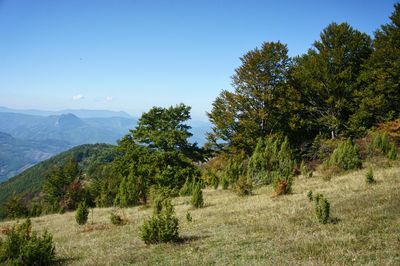 Trees on landscape against sky