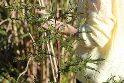 Close-up of plant