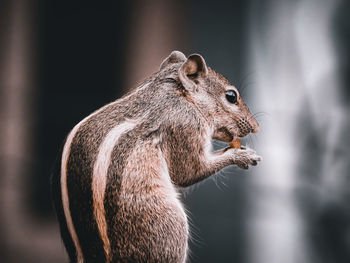 Close-up of squirrel