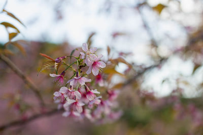 Close-up of pink cherry blossoms in spring