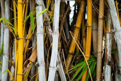 Close-up of bamboo hanging from tree