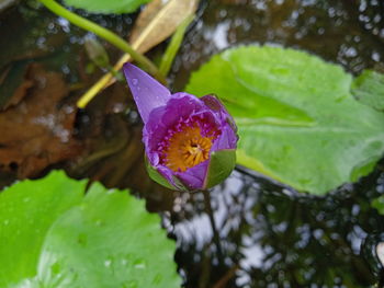 Close-up of lotus water lily in pond