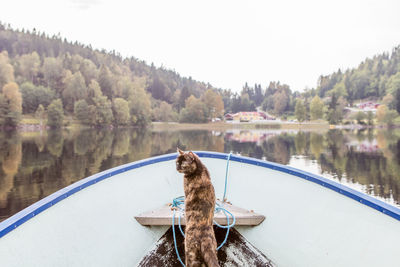 Cat on boat at lake against sky 